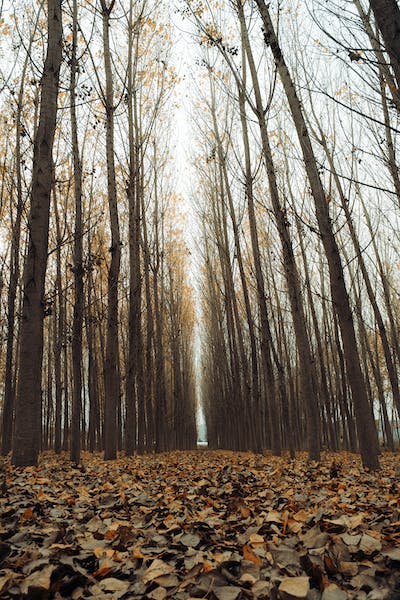 Leaf Pile Double Wick Soy Candle